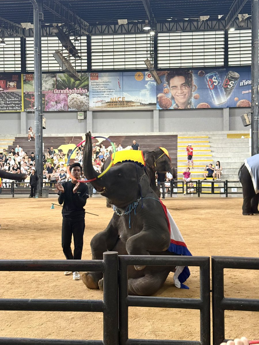 YuPan91445's tweet photo. 感觉大象是大号的小猪 https://t.co/t7fBiYjSkW