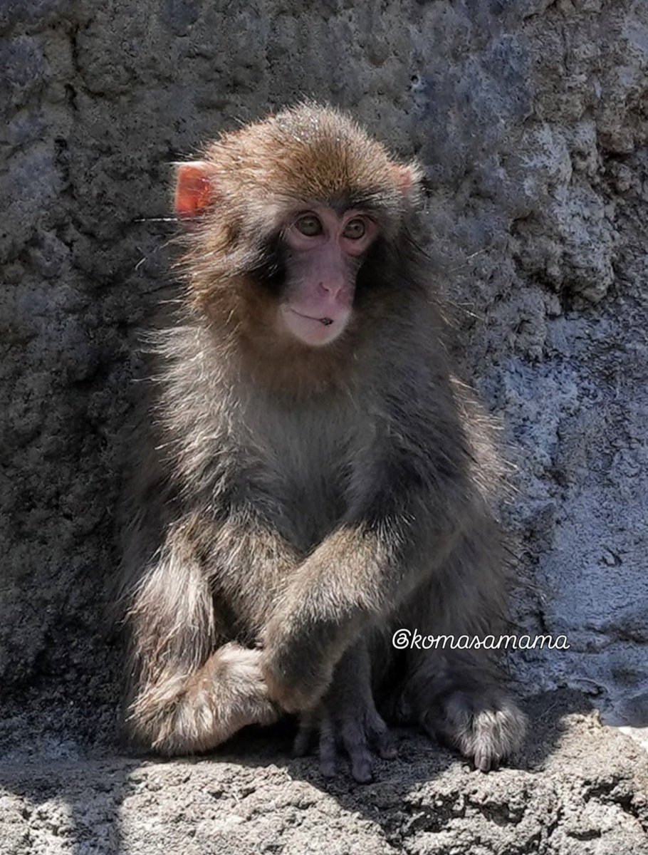 Dreamer55124292's tweet photo. Io per questo visetto dolcissimo divento matta🥹🩷🐒 https://t.co/LVJo8g8u2m