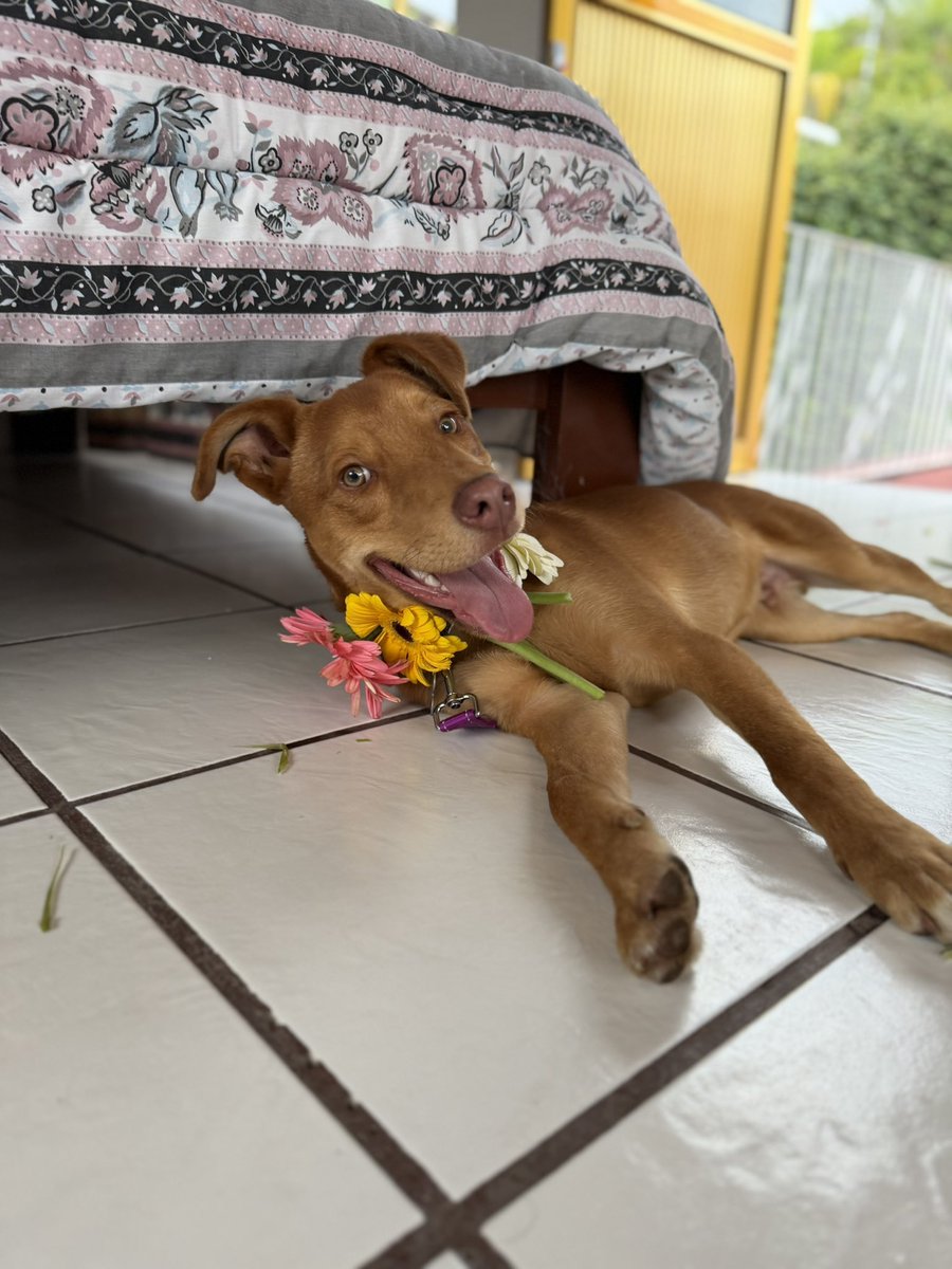 Alina_Gag's tweet photo. Va a pesar 20 kilos.

4. Tiene ya 6 meses. Es la edad ideal para adaptarse a cualquier entorno pero sigue siendo un cachorro tiernísimo.

5. Convive con gatos, perros, gallinas y patos. 💛 y es tan bueno que solo busca jugar con ellos. https://t.co/rrH3mYJH2Y