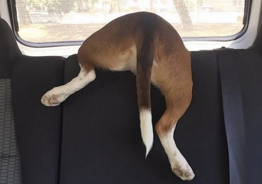 JohnHeim's tweet photo. Please remain seated…
@beagle_addict https://t.co/zhh7rMdOKS