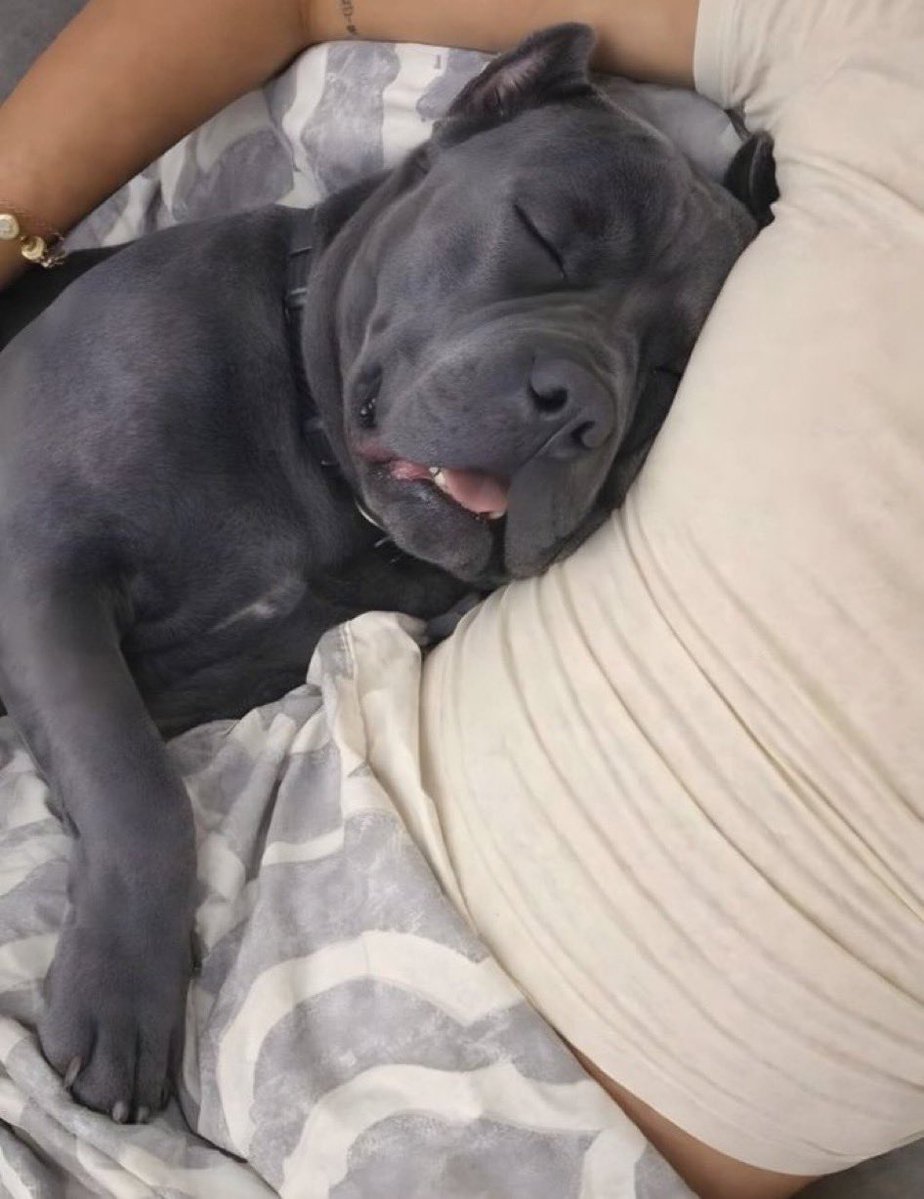 feelgoodtale's tweet photo. Today, I went to meet an old friend… a friend I have known for the last 20 years. And my Cane Corso was with me.
When I arrived at his house, he saw my dog and immediately said,  "Tie him outside… I don't like Cane Corsos."
Then he said, let's go inside and have a drink.
I just smiled slightly.
I looked down at my dog… the same dog who trusts me so much that sometimes he sleeps on my chest as if he has no fear of anything in the world.
Complete trust.  Complete love.
At that moment, I simply said,  "Let’s meet another day."
My friend looked a bit confused… but I smiled and left, going straight home — to the place where my dog truly belongs.
Later, I sent him a message.
"Our friendship ends today. I cannot be around people who judge a dog… that only knows how to love."
Because my Cane Corso doesn’t just sleep next to me…
He trusts me with all his heart.
And I will never break that trust. 🐶
