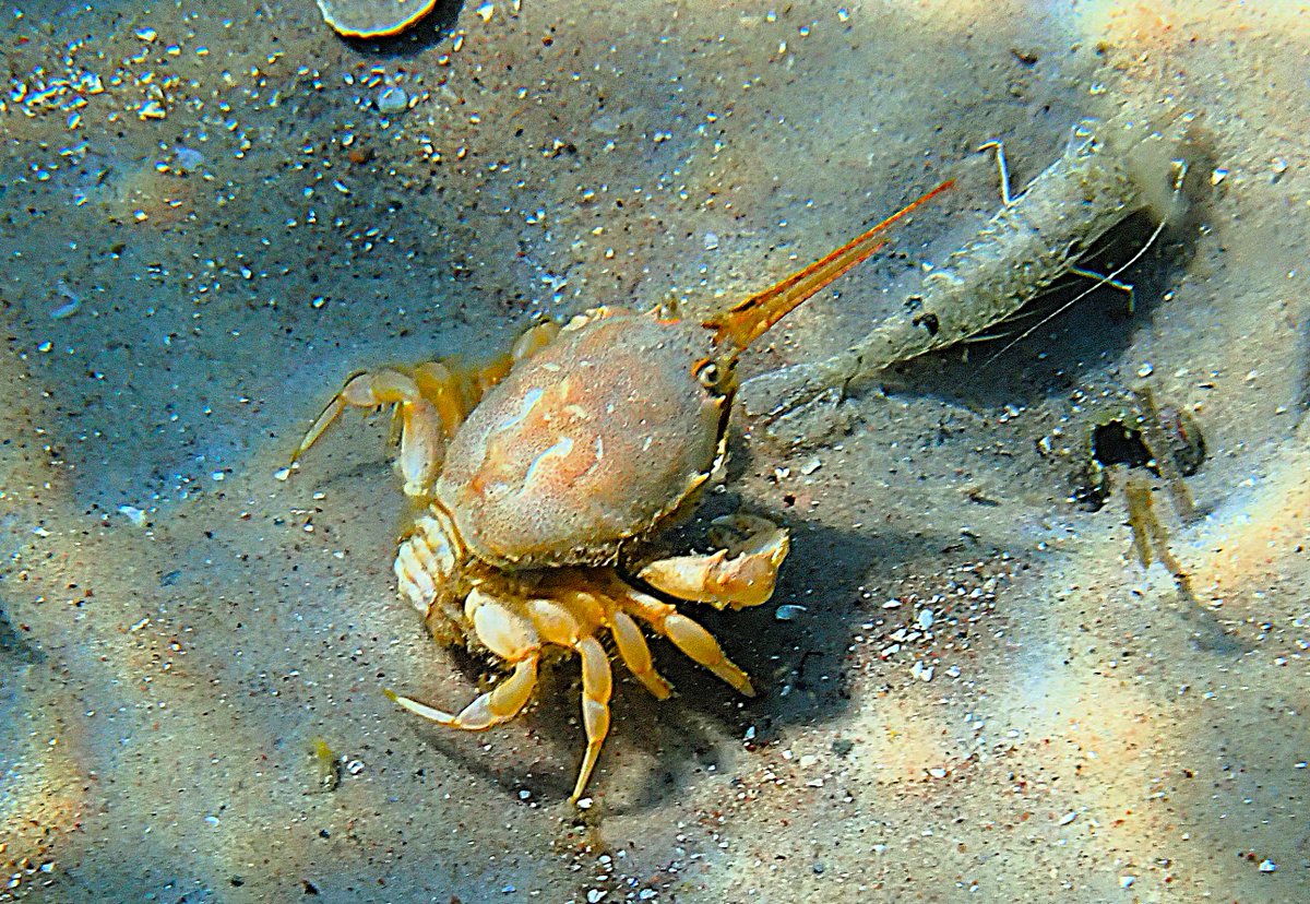 BroomfieldKeith's tweet photo. This masked crab was a good find when #snorkelling in Loch Broom. They are not often seen because they spend most of their time hiding in burrows in the sand. The crab uses its two long antennae to form a breathing tube to deliver oxygenated water to its lair under the sand. https://t.co/51eBhePofq