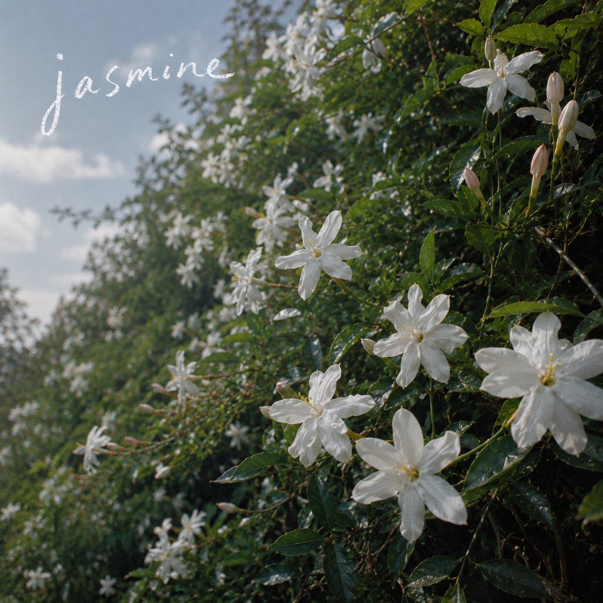 bitterbliss0709's tweet photo. 🚨Release🚨

New Single
「Jasmine」
配信開始されました！
是非お聴き下さい🎧

配信リンク↓
https://t.co/3fXAIeEc2C

Rec,Mix,Mastering
@BabAkyaNN 

#BitterBliss
#BB https://t.co/nOxFfZmnPx