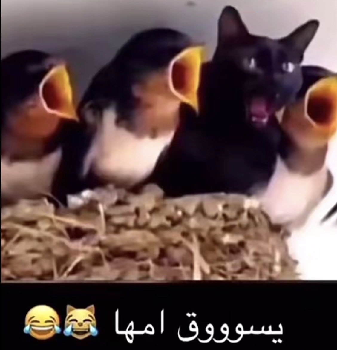 iitsEMA1's tweet photo. قاعدة بكوفي كل اللي قاعدين جنبي يشتغلو ولا يذاكرو وانا قاعدة بينهم العب كود https://t.co/n3QGqLLKe1