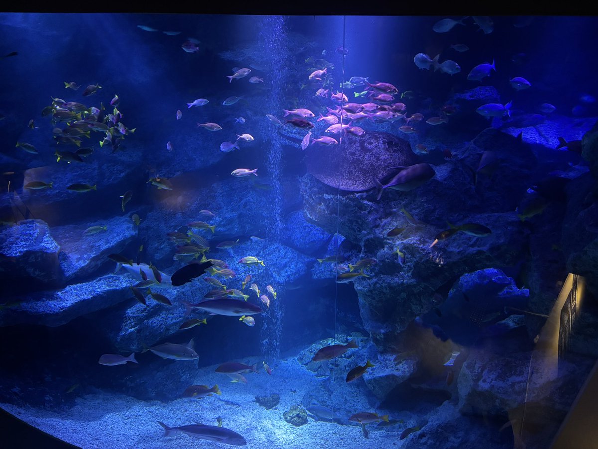 DAISUK_SAN2's tweet photo. 𝒂𝒒𝒖𝒂𝒓𝒊𝒖𝒎🐟✨️ https://t.co/odH05mUnw3