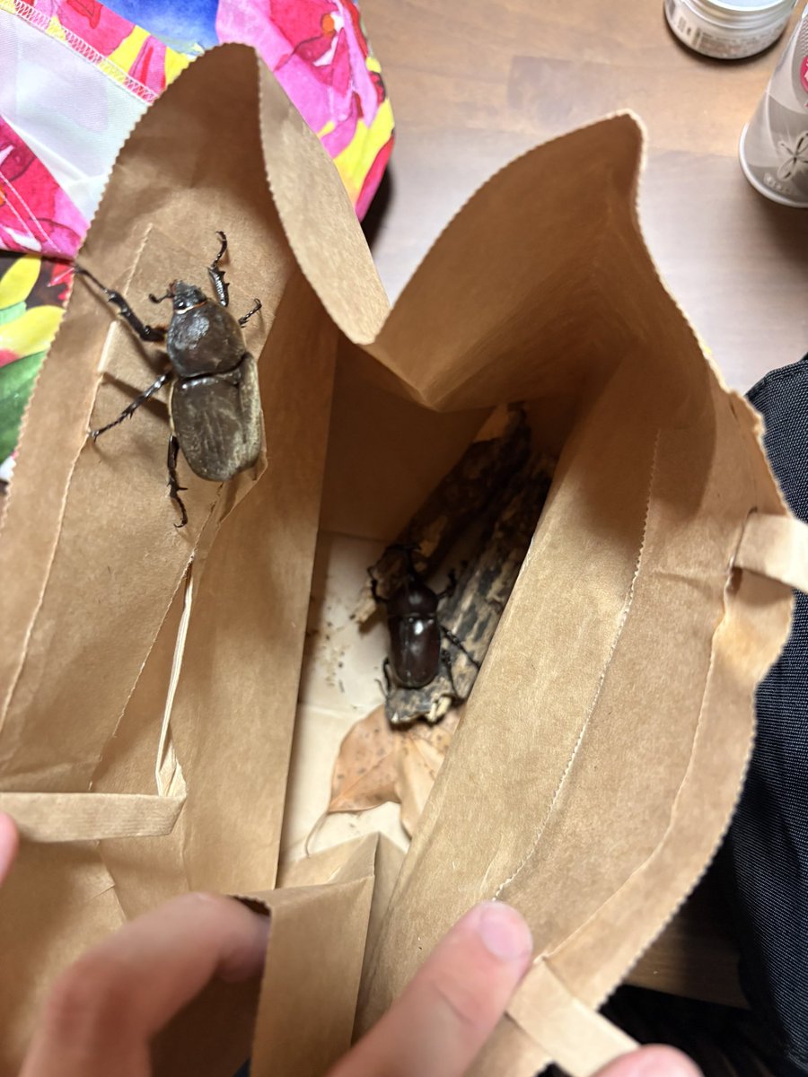DQX_Oman's tweet photo. 10年ぶりにカブトムシを取りました✨
昆虫採集マジでおもろい！！！
この後すぐ逃しました👍

最近ベンチプレス130kgあげれるようになりました💪 https://t.co/sWPZZANGSS