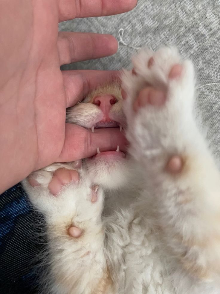 teevithe's tweet photo. iii dd gigit tangan, eh dasar kucing putih gemes🤏🏻 https://t.co/hQpOcY4XiN