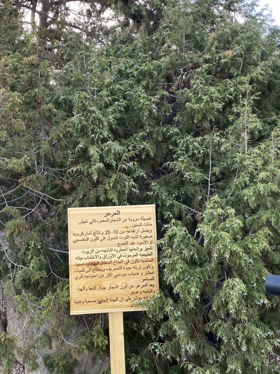 trf1i's tweet photo. قد سمعتو عنها يقال لاتوجد الا ب الشفاء تحديدا https://t.co/jDOJhH5I7U