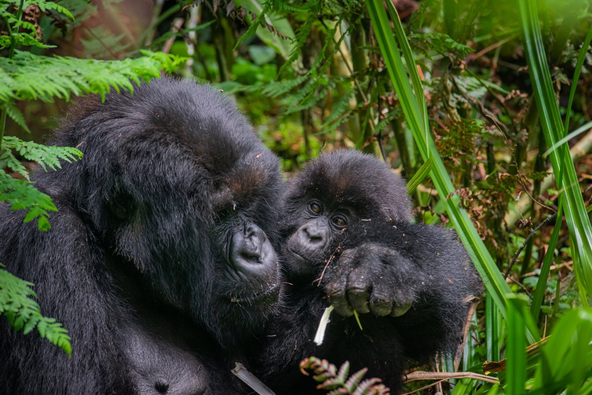NkuringoSafaris's tweet photo. W e got a new Baby.
Nkuringo family in Bwindi welcomed a new baby, born on 30th/ June/ 2026.
This means much for all conservationists, and now the nkuringo gorilla family as grown to 15members.
New Life, New Experiences
#conservation #Nkuringo #Safaris
https://t.co/gZyD0lIucR https://t.co/pVHoW8HLT2