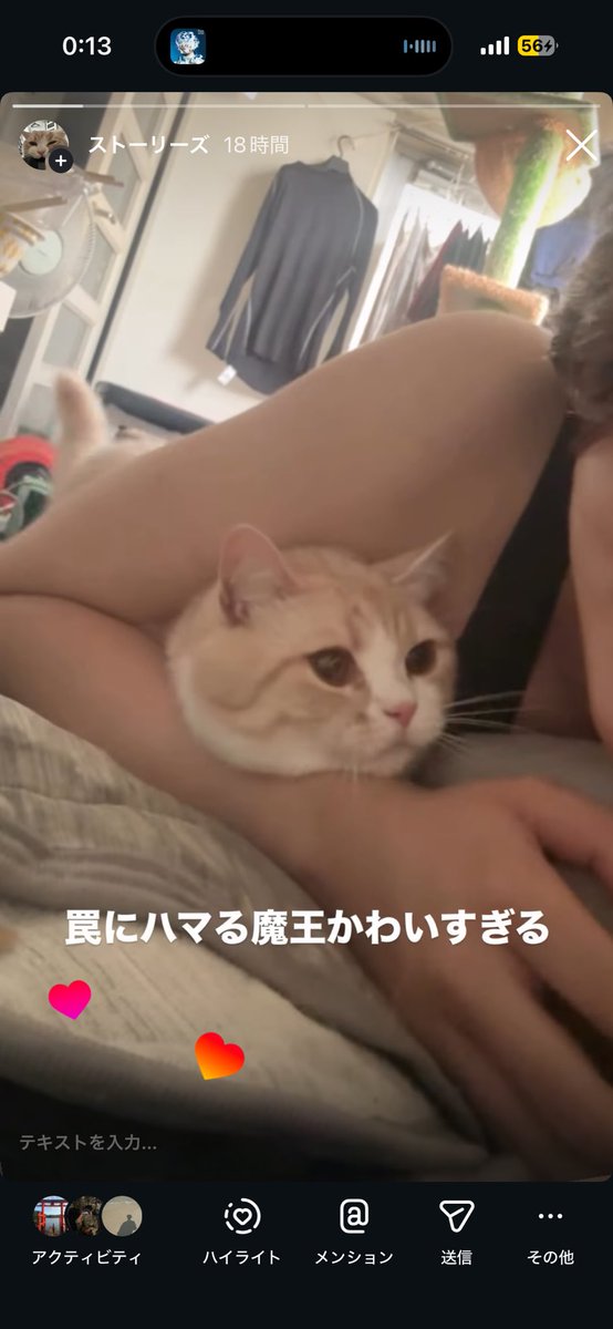 imonohone's tweet photo. 罠にハマる猫 https://t.co/V5AyB9942g