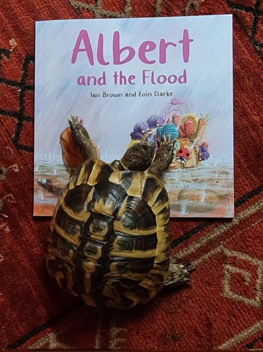 AlbertTortoise's tweet photo. We love seeing YOUR #tortoises and #turtles with our #ALBERTthetortoise #books. Like this pal of real ALBERT diving into their copy of picturebook ALBERT AND THE FLOOD. #AvailableNow 10 #ALBERT #picturebooks, 3 #BoardBooks & #ActivityBook https://t.co/sGYhBlFUhP
#flood #story https://t.co/cvhIhUVtdj