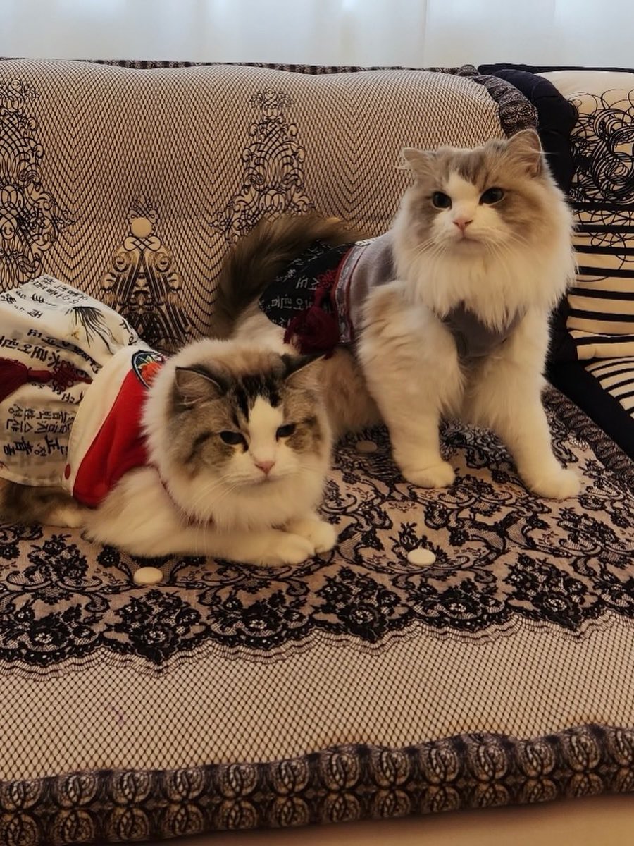 jamandgus's tweet photo. คิดถึงจังเลย น้ำหนักเท่าไหร่กันแล้วน้า 🐈🐈🐈 https://t.co/R7xoEohAJq