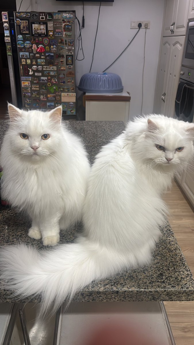 cliveleftbottom's tweet photo. @secretgrldiary say hello to my babies too! https://t.co/e2QP9rCv7q