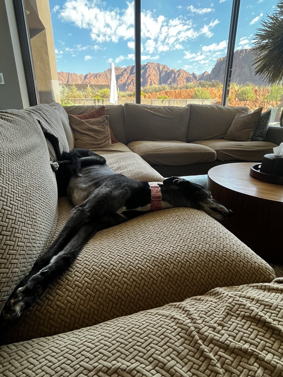 Ang_n_Keith's tweet photo. @paddythegreyt Whitney sleeps in solidarity with you. Post-walk nap position, excellent form. 😴 https://t.co/CQzsT0V6Oj