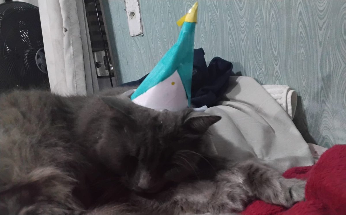 qifreystar's tweet photo. GENTE GRANDES ACONTECIMENTOS MINHA GATA AGORA EH BRUXA https://t.co/uF4rSnNzCX