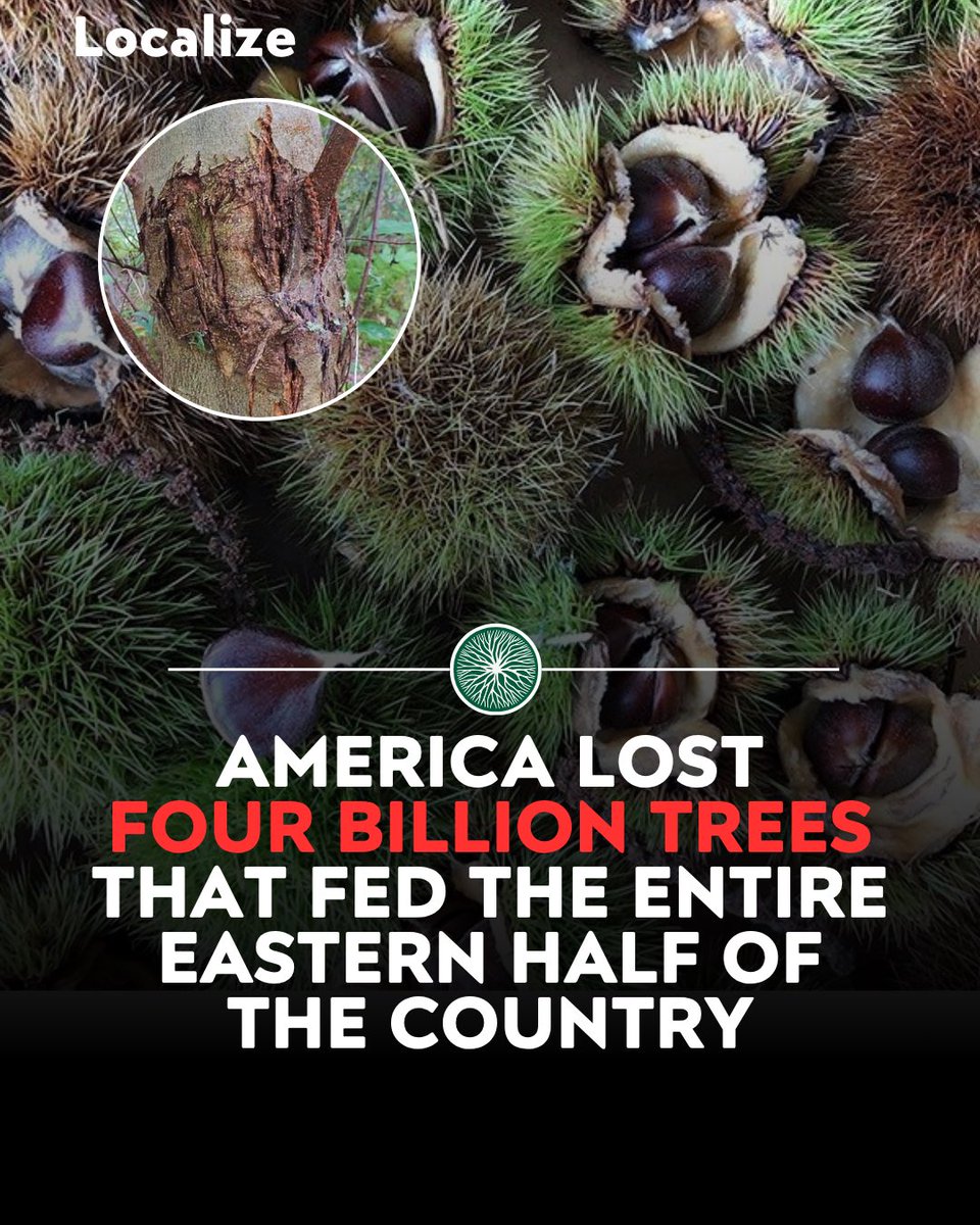 Localize - Farmers Market tweet media