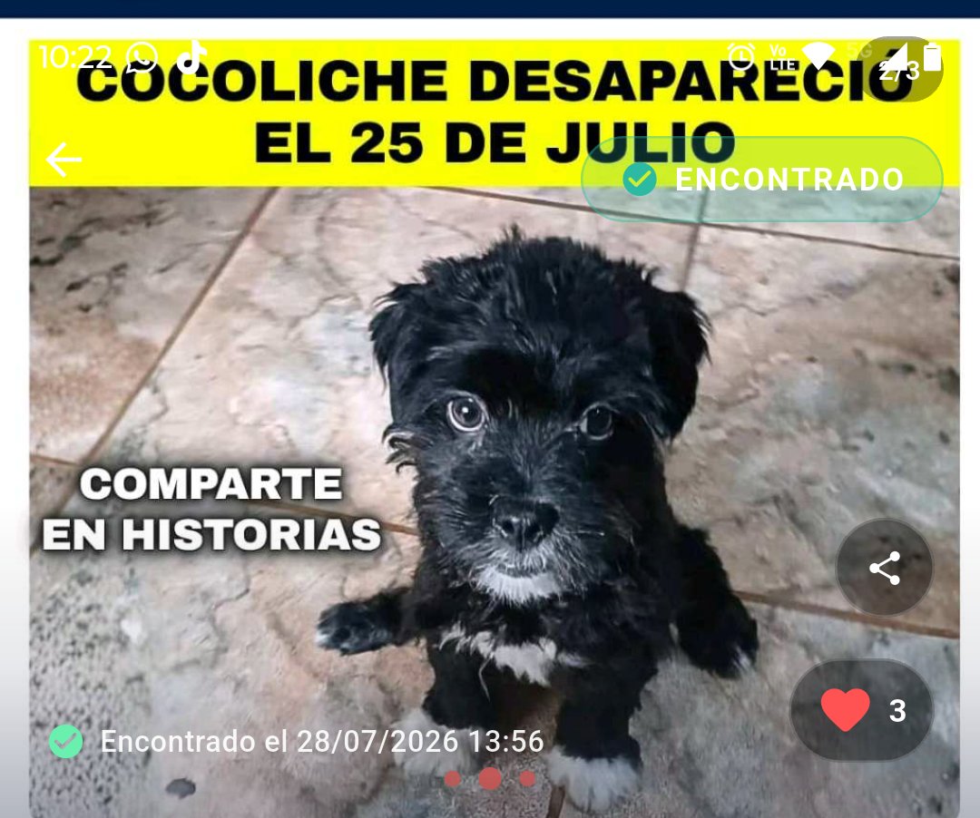 PawFindr's tweet photo. Estás son las mascotitas encontradas en estos últimos días 🐶🐱💕 Gracias a todos ustedes por ser parte de todo esto 🇵🇪🫂🙏 #pawfindr #petlovers #peru #nuncadejesdebuscar https://t.co/5kltggQP5Z