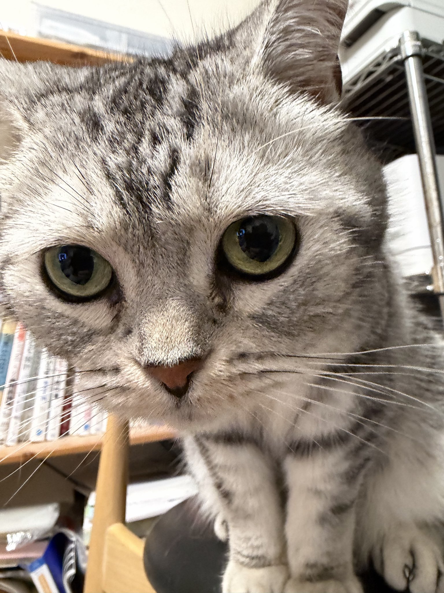 しらこ＆くろにゃん🐈‍⬛ on X: 