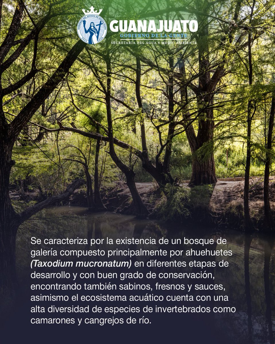 aguagobgente's tweet photo. El día de hoy estamos celebrando el XXIV aniversario de Las Musas como Área Natural Protegida

Ubicada en el municipio de Manuel Doblado se caracteriza por su zona arbolada al lado del Río Colorado, donde se encuentran ahuehuetes, sabinos, fresnos y sauces.

#GobiernoDeLaGente https://t.co/Evp66UttS3