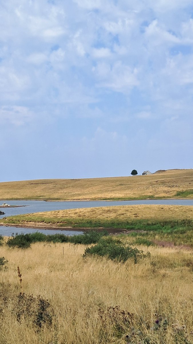 LeGrandDruide's tweet photo. J'ai craqué pour un détour sur le plateau de l'Aubrac, en remontant.
#Lozere https://t.co/fCvBlPWPZG