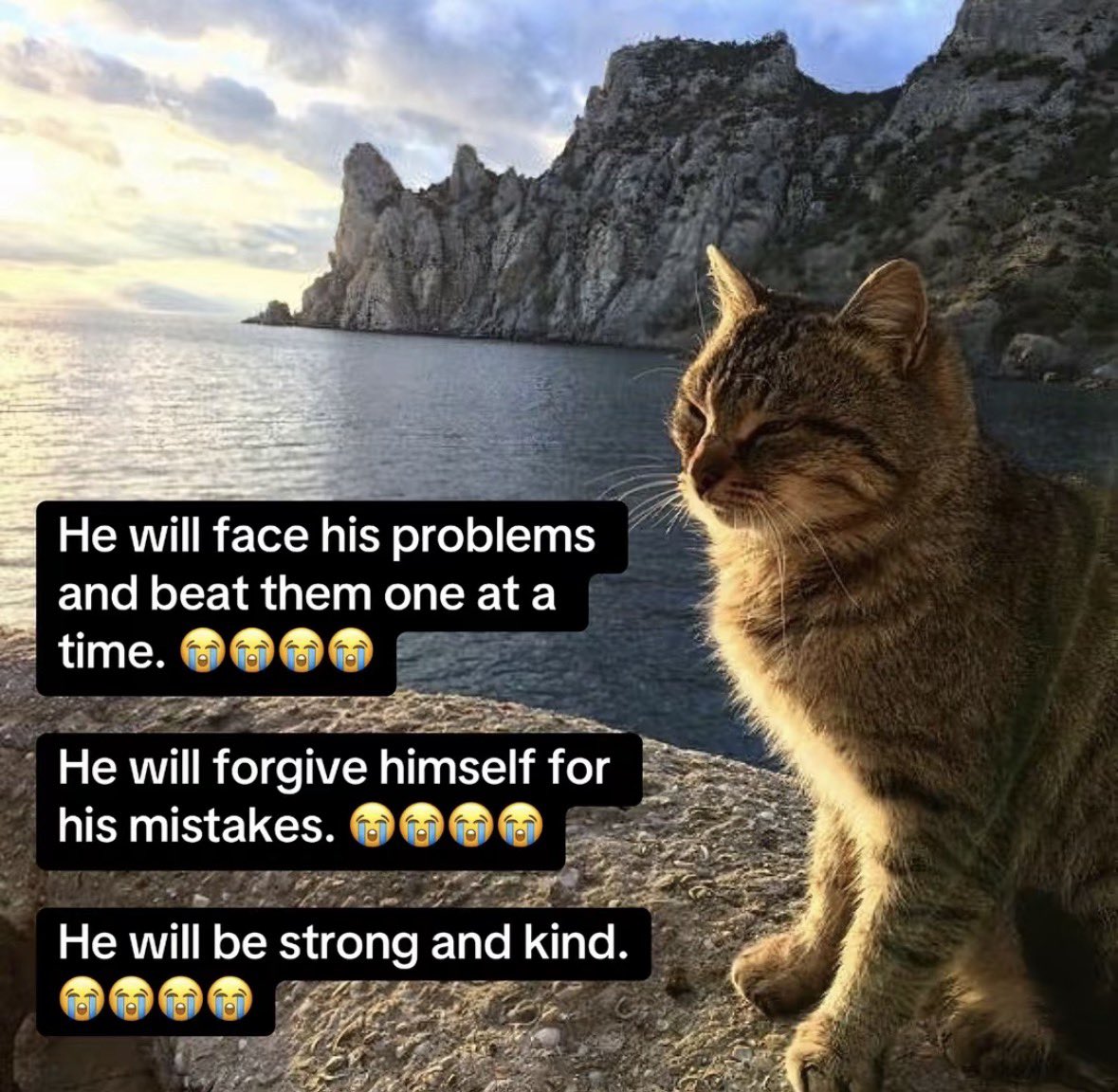 literallymecats's tweet photo. https://t.co/mnCgZe9sdt