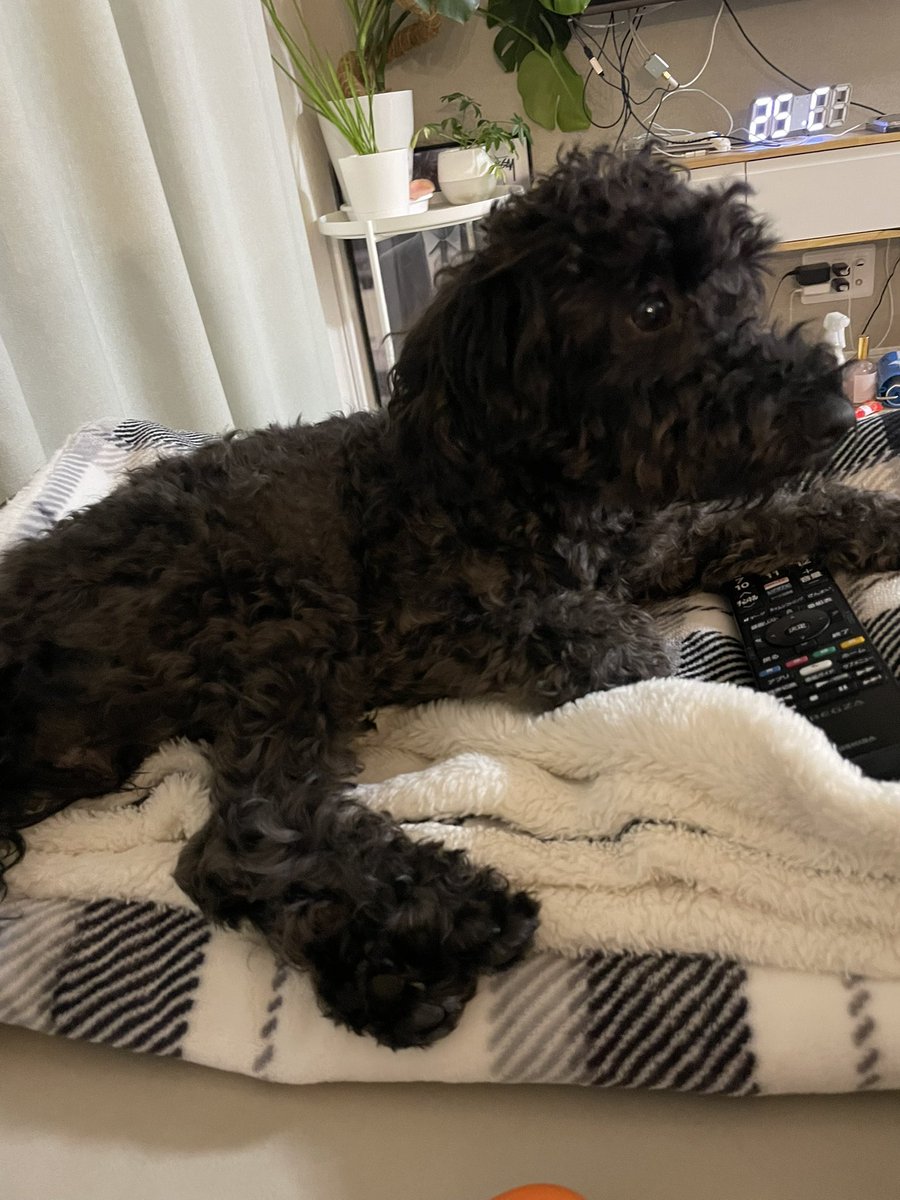 ktmrkn0206's tweet photo. 皆様ありがとうございます😭❤️
無事見つかりました😭
妹夫婦の自宅のそばにいたみたいです😭
沢山の画像拡散、ご協力ほんとにありがとうございました😭
まだ見つかって居ないわんちゃん、猫ちゃんも早く見つかりますように🥲🙏🏻
 #迷い犬
 #八代市
 #見つかりました https://t.co/eBO4UnUdLu