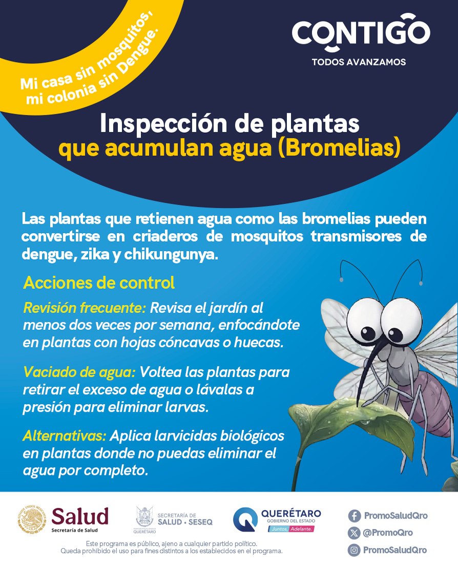 PromoQro's tweet photo. 🪴🦟 ¡Las plantas que retienen agua (como las bromelias) pueden convertirse en criaderos de mosquitos! Revisa tu jardín 2 veces por semana, elimina el exceso de agua a presión o utiliza larvicidas biológicos. 💧✨#MiCasaSinMosquitos #SESA #SESEQ #PromociónyFomentoalaSaludQro https://t.co/z6V4L0NPH4