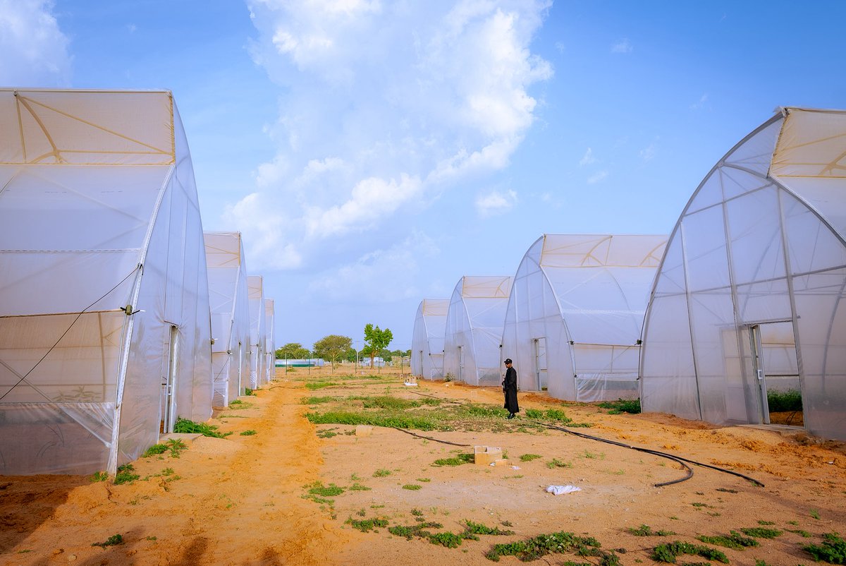 KSHalilu's tweet photo. I recently returned to Kano, to see the progress of this project and I’m encouraged by how far it has come.

Seeing our vision steadily come to life reinforces our commitment to building a hub that will empower young Nigerians with modern agricultural skills, drive innovation, and strengthen President @officialABAT’s food security agenda.

#InfinitePossibilities #ksh