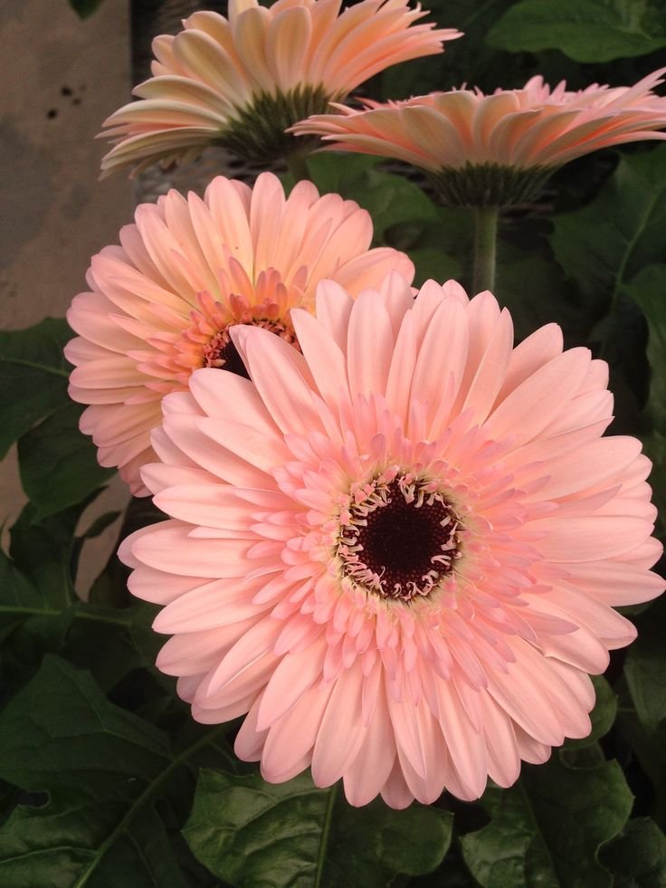 inspirativeking's tweet photo. *"Blush petals holding all the light"* 🌸 https://t.co/naT70Os3Of