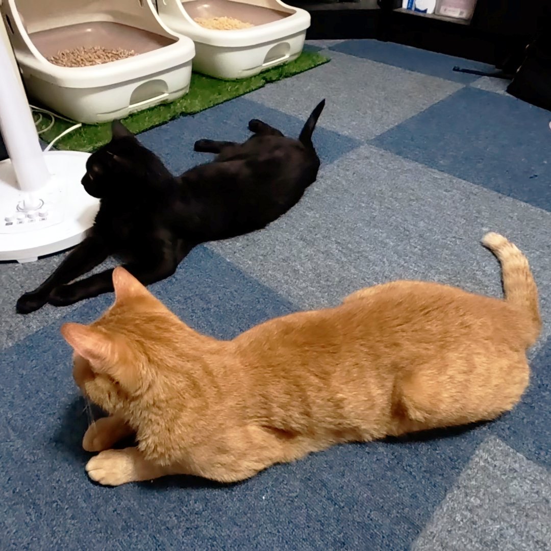 arikaobuk's tweet photo. 並んで寝そべるトラオとミゾレ🐈🐈‍⬛

https://t.co/lTk9FSIFF7

#にゃんこ3きょうだい日記 #Diary_of_3Cats
#猫動画 #ネコ動画 #かわいい #おもしろ #癒し
#猫 #ねこ #保護猫
#茶トラ #gingercat #黒猫 #blackcat #スコティッシュフォールド #scottishfold
#cat #gato #gatto #chat #Katze #кошка https://t.co/al2wnSMrCZ