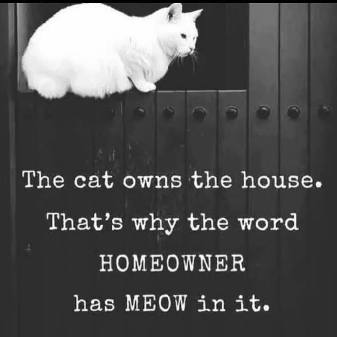 jayphilips's tweet photo. The cat always rules the house. @Catwnesel would agree. 🐱 https://t.co/VNylpI2Icd