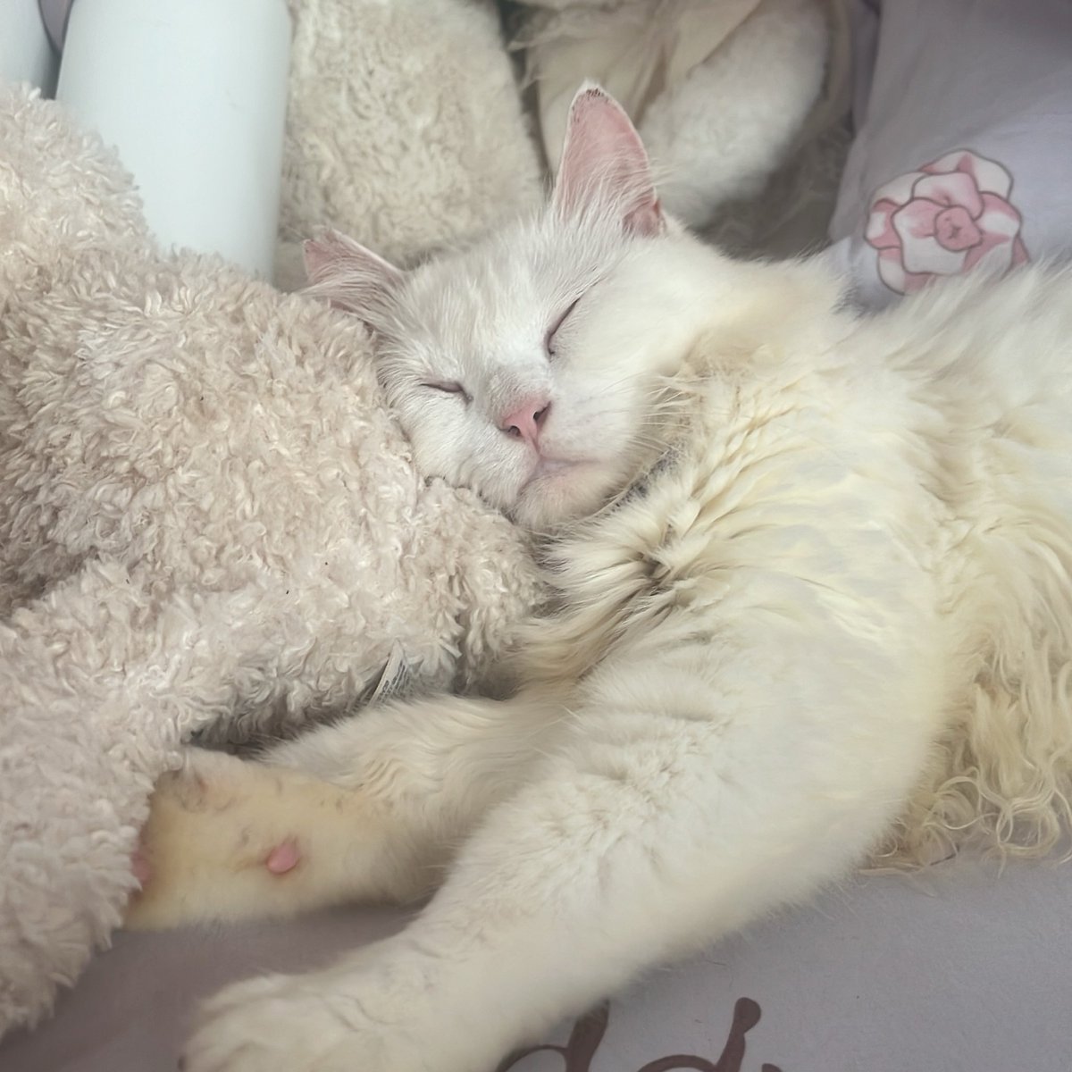 permenctelobeli's tweet photo. bobokkk adek>< https://t.co/hzl8NCcMWT