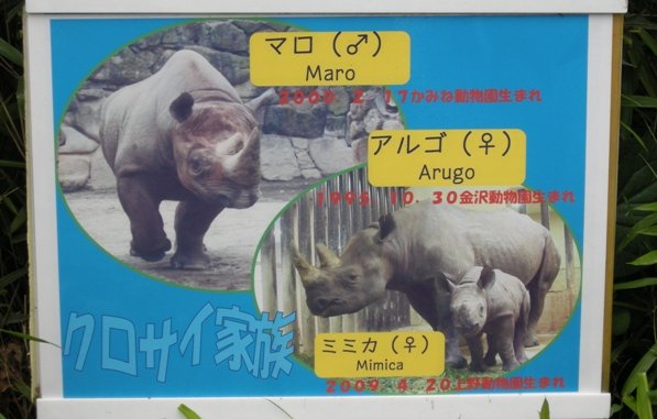 sainomimy's tweet photo. #31日はサイの日  
再び大地震に見舞われた熊本の動物園にいる #クロサイ のミミカちゃんは、2009年 #上野動物園 生まれ。もうすぐ母アルゴも実家の金沢動物園に戻り、父マロもどこかに移動してこの一家は上野から誰もいなくなるのですね。#STOPアジアのサイ角需要 https://t.co/45GxK2FlO0