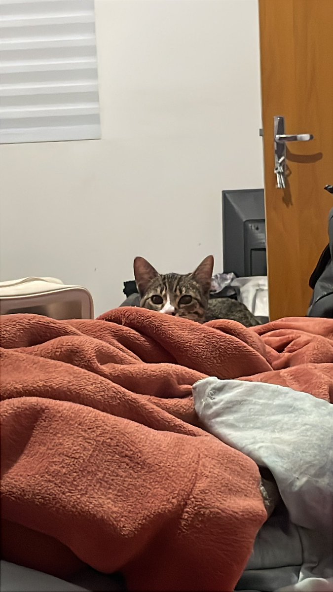 🐈‍⬛ tweet media