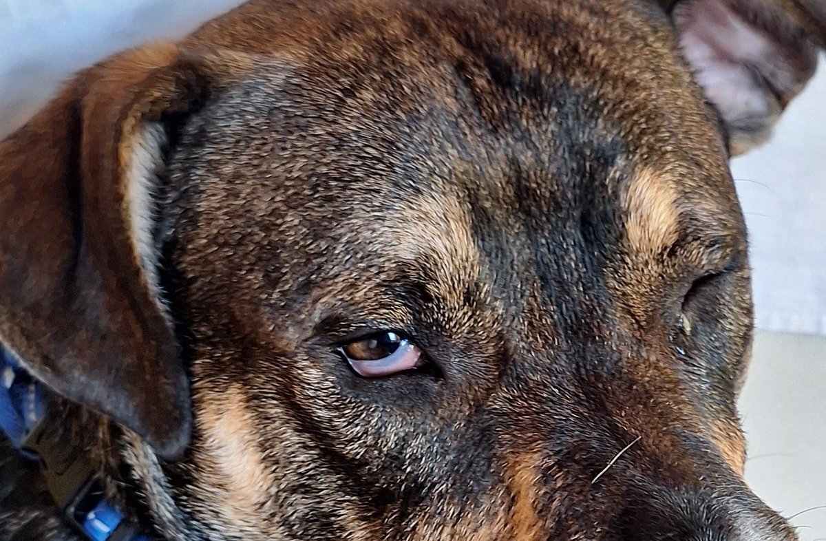 Chorrillano_'s tweet photo. Un favor inmenso y urgente. ¿Alguien conoce algún lugar especializado en oftalmología veterinaria? Si además tiene precios accesibles, sería ideal.

También ayudan compartiendo.

Mi perro ha amanecido así y en la veterinaria que se atiende aún nos tienen que programar la cita. https://t.co/aBvP5XXP8B