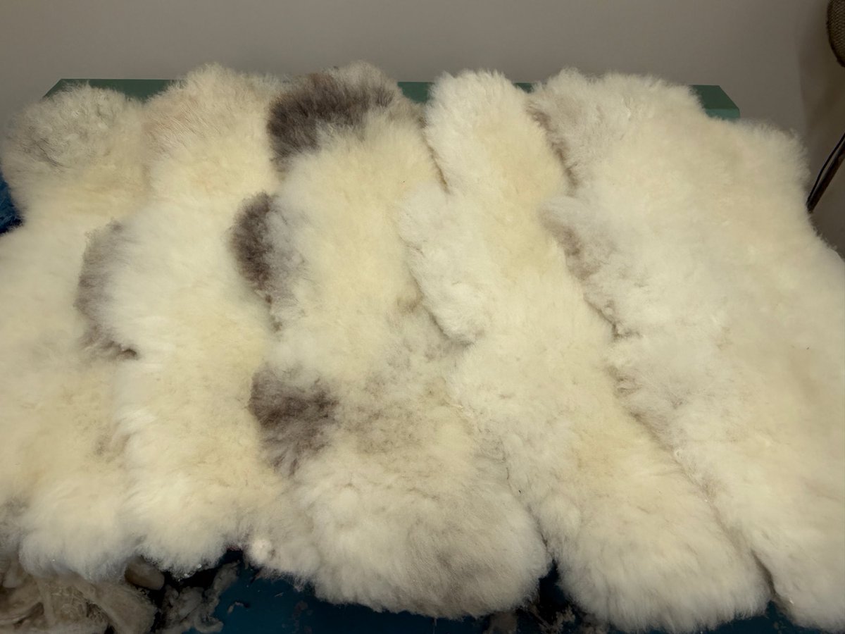 WelshTannery's tweet photo. This is a mix of 2 breeds that I have never come across before and I would never have guessed would actually work … but it does!
The first person to guess the correct combination of the 2 breeds will win a pair of insoles
🐏🦶 Pob lwc 🤞 https://t.co/VOKK5Ow3Zr