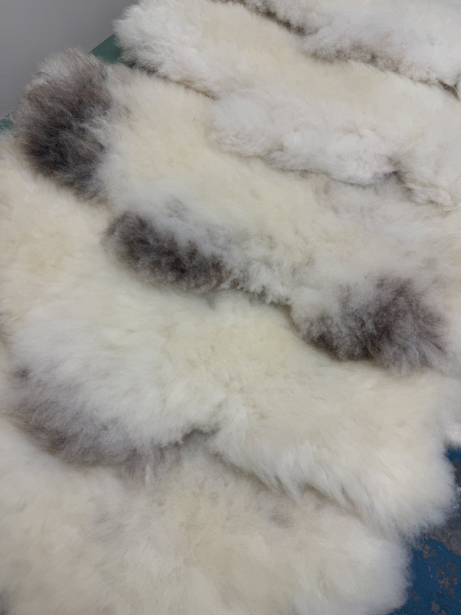 WelshTannery's tweet photo. This is a mix of 2 breeds that I have never come across before and I would never have guessed would actually work … but it does!
The first person to guess the correct combination of the 2 breeds will win a pair of insoles
🐏🦶 Pob lwc 🤞 https://t.co/VOKK5Ow3Zr