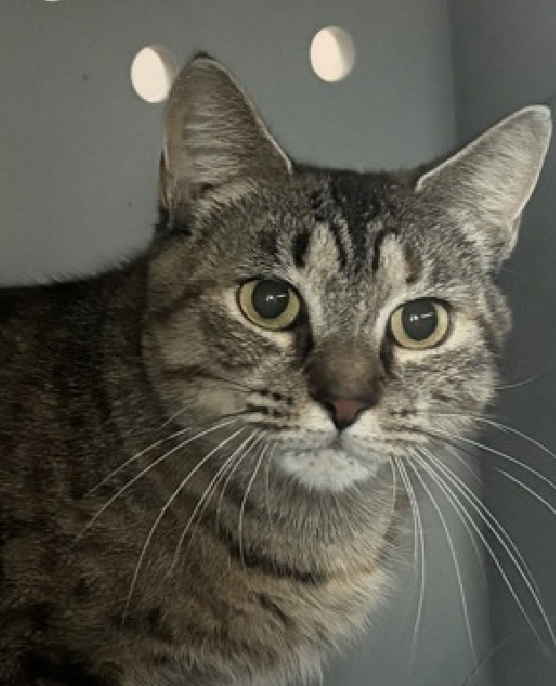 JLthekid9999's tweet photo. 🆘🆘 SWANSON (ID 252442), 1 YO, FEMALE –  IN QUEENS ACC - came into the shelter as an  agency on 4/18/2026.    🆘🆘 😿 😿 😿 😿

🆘🆘 UPDATE – UPDATE – POOR POOR SWANSON WAS RETURNED TO THE EPL ON 7/23/26 – LITERALLY ON BORROWED TIME NOW – BEYOND URGENT – LET’S HELP HER GET SAFE 🆘🆘

➡️TBD 8/1/26

➡️ NEW HOPE PARTNER RESCUE ONLY

➡️ ONLY A BABY – JUST BEGINNING LIFE

➡️ TOO LOW ON PLEDGES TO STIMULATE RESCUE INTEREST

➡️🆘🆘 13TH Chance on Emergency Placement List – 13 TIMES IS ALMOST UNPRECEDENTED – TIME IS RUNNING OUT FOR SWANSON – SHELTER IS AT CAPACITY - ALL HANDS ON DECK - NOW IS THE TIME TO ACT/HELP SWANSON - HIGHEST EU/SILENT KILL RISK- VERY LIKELY LAST CALL🆘🆘 😱🔥🔥😱

➡️ 104 DAYS IN SHELTER – TOO LONG – TIME IS RUNNING OUT

➡️ SWANSON IS ON THE EPL FOR BEHAVIORAL REASONS - She is not thriving in the care center and continues to display distance-increasing behavior when approached for interactions. She has not warmed up despite staff using treats to build a positive association - This designation often means that the cat will be given very little time for rescue/foster/adoption.🔥🔥🔥🔥

Swanson is a quiet, watchful tabby girl with thoughtful eyes and a gentle spirit. 🩶🐾 Right now, the shelter feels far too overwhelming for her, so she prefers to observe the world from a safe distance rather than join in on playtime or social activities. There's something deeply meaningful and moving in her quiet presence - a soft kind of beauty that reveals itself slowly to those willing to listen. Swanson is looking for a calm, low-traffic home with patient caretakers who will let her settle in at her own pace. She may never be the loudest or boldest cat in the room, but for the right person, her cautious trust and quiet companionship will feel incredibly special. If you have a peaceful home and a heart for shy souls, Swanson may be ready to write her next chapter with you. ✨  ❤️ 😻❤️ 😻❤️ 😻

NEEDS OUT OF SHELTER ASAP –

Please RT or pledge, if you can, to save this little one.

@AdamsPaulGrimke

@mehser12

💔😿🙏Thank you