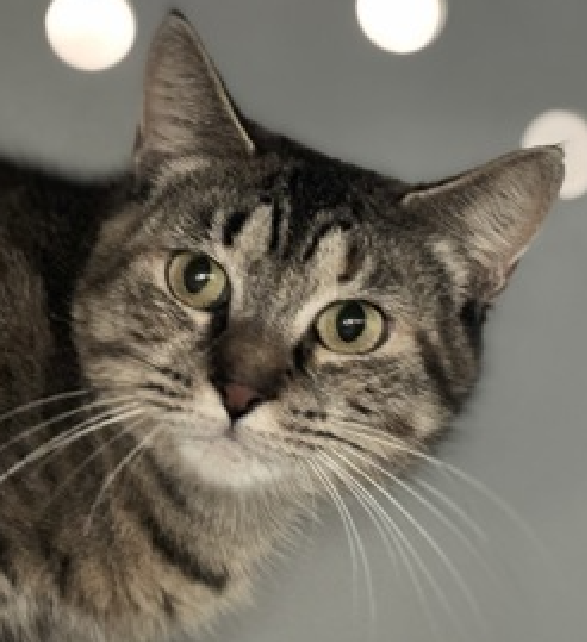 JLthekid9999's tweet photo. 🆘🆘 SWANSON (ID 252442), 1 YO, FEMALE –  IN QUEENS ACC - came into the shelter as an  agency on 4/18/2026.    🆘🆘 😿 😿 😿 😿

🆘🆘 UPDATE – UPDATE – POOR POOR SWANSON WAS RETURNED TO THE EPL ON 7/23/26 – LITERALLY ON BORROWED TIME NOW – BEYOND URGENT – LET’S HELP HER GET SAFE 🆘🆘

➡️TBD 8/1/26

➡️ NEW HOPE PARTNER RESCUE ONLY

➡️ ONLY A BABY – JUST BEGINNING LIFE

➡️ TOO LOW ON PLEDGES TO STIMULATE RESCUE INTEREST

➡️🆘🆘 13TH Chance on Emergency Placement List – 13 TIMES IS ALMOST UNPRECEDENTED – TIME IS RUNNING OUT FOR SWANSON – SHELTER IS AT CAPACITY - ALL HANDS ON DECK - NOW IS THE TIME TO ACT/HELP SWANSON - HIGHEST EU/SILENT KILL RISK- VERY LIKELY LAST CALL🆘🆘 😱🔥🔥😱

➡️ 104 DAYS IN SHELTER – TOO LONG – TIME IS RUNNING OUT

➡️ SWANSON IS ON THE EPL FOR BEHAVIORAL REASONS - She is not thriving in the care center and continues to display distance-increasing behavior when approached for interactions. She has not warmed up despite staff using treats to build a positive association - This designation often means that the cat will be given very little time for rescue/foster/adoption.🔥🔥🔥🔥

Swanson is a quiet, watchful tabby girl with thoughtful eyes and a gentle spirit. 🩶🐾 Right now, the shelter feels far too overwhelming for her, so she prefers to observe the world from a safe distance rather than join in on playtime or social activities. There's something deeply meaningful and moving in her quiet presence - a soft kind of beauty that reveals itself slowly to those willing to listen. Swanson is looking for a calm, low-traffic home with patient caretakers who will let her settle in at her own pace. She may never be the loudest or boldest cat in the room, but for the right person, her cautious trust and quiet companionship will feel incredibly special. If you have a peaceful home and a heart for shy souls, Swanson may be ready to write her next chapter with you. ✨  ❤️ 😻❤️ 😻❤️ 😻

NEEDS OUT OF SHELTER ASAP –

Please RT or pledge, if you can, to save this little one.

@AdamsPaulGrimke

@mehser12

💔😿🙏Thank you