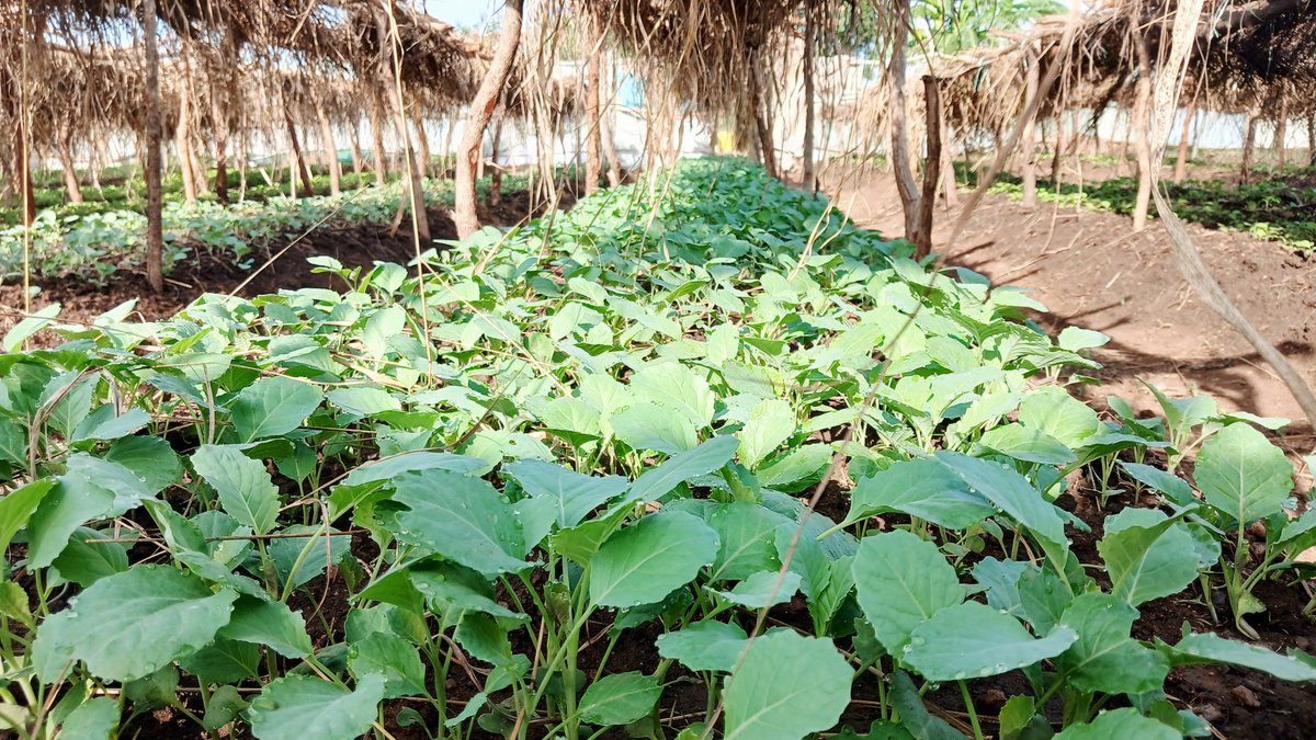 hard_uganda's tweet photo. 🌱 Growing Food, Building Resilience

Through the Green Harvests and Resilient Homes Project, funded by the IKEA Foundation through COHERE, HARD Uganda is empowering refugee and host communities with climate-smart agriculture.

At one of our three demonstration sites in Rhino Camp Extension, Omugo Refugee Settlement, 60 members are preparing land to transplant vegetable seedlings raised in the nursery. The project supports refugee households no longer receiving food assistance from the World Food Programme (WFP), helping them improve food security, nutrition, and household incomes through sustainable vegetable production.

HARD Uganda remains committed to equipping communities with practical skills and opportunities that promote self-reliance, resilience, and sustainable development.

Growing food. Restoring hope. Building resilient communities. 🌿

#HARDUganda #GreenHarvests #ResilientHomes #FoodSecurity #ClimateSmartAgriculture #SelfReliance #Refugees #IKEAFoundation #COHERE