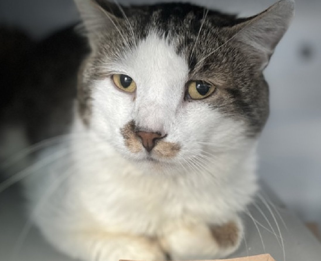 JLthekid9999's tweet photo. 🆘🆘 ANGEL (ID 256308), 5 YO, MALE –  IN QUEENS ACC - came into the shelter as an  owner surrender on 6/4/2026, with the surrender reason stated as animal health - will need ongoing vet care.    🆘🆘 😿 😿 😿 😿

➡️TBD 8/1/26

➡️ TOO LOW ON PLEDGES TO STIMULATE RESCUE INTEREST

➡️🆘🆘 9TH Chance on Emergency Placement List – ALMOST UNPRECEDENTED – AND SHELTER AT MAXIUMUM CAPACITY - NOW IS THE TIME TO ACT/HELP ANGEL - HIGHEST EU/SILENT KILL RISK- VERY LIKELY LAST CALL FOR ANGEL.

➡️ 56 DAYS IN SHELTER – TOO LONG – TIME IS RUNNING OUT

➡️ ANGEL IS ON THE EPL FOR BEHAVIORAL REASONS - He is not thriving in the care center and is deteriorating in the Adoptions room and no longer tolerates petting or handling, escalating very quickly when approached for socialization and during kennel cleaning.  “Deteriorating in the Adoptions room” IS A DEATH SENTENCE IN SHELTER This designation often means that the cat will be given very little time for rescue/foster/adoption.🔥🔥🔥🔥

A volunteer writes: Collecting his information the best way he knows how, Angel tucks himself into a soft little loaf and tries to piece it all together. I commend him for his efforts and recognize their value, even if, maybe especially if, they fall on the quieter side of the spectrum. In Angel's life before the shelter, he took his time warming up to new people but would lay gently once he did. He looks like a big teddy bear, but please don't let those fluffy cheeks fool you as getting used to shelter life hasn't been easy with all the new sights and sounds. Angel is FIV+ and has some medical needs that will require follow up, but he hopes someone will notice him and share a little chance his way. ❤️ 😻❤️ 😻❤️ 😻

NEEDS OUT OF SHELTER ASAP –

Please RT or pledge, if you can, to save this little one.

@AdamsPaulGrimke

💔😿🙏Thank you