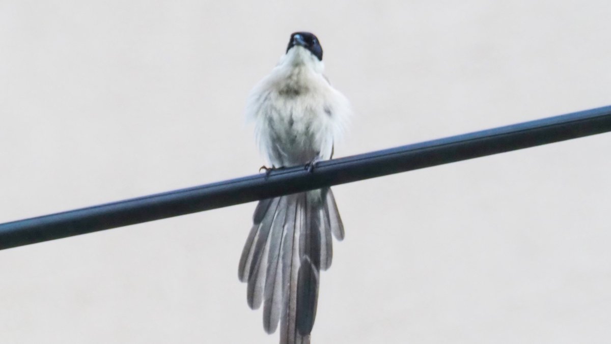 kog312's tweet photo. #野鳥　＃オナガ
雨の合間にスーパー前の公園へ
公園入口の電線でオナガとカラスが睨みあい
この時期もう雛はいないと思うのですが…
縄張り争い？ https://t.co/KVuVDnJSt1