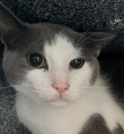 JLthekid9999's tweet photo. 🆘🆘 ZOOBLE (ID 257420), 4 YO,  MALE–  IN QUEENS ACC - came into the shelter as a stray on 6/16/2026 🆘🆘 😿 😿 😿 😿

🆘🆘 UPDATE – UPDATE – POOR POOR ZOOBLE WAS RETURNED TO THE EPL ON 7/21/26 – LITERALLY ON BORROWED TIME NOW – BEYOND URGENT – LET’S HELP HIM GET SAFE 🆘🆘

➡️TBD 8/1/26

➡️ NEW HOPE PARTNER RESCUE ONLY

➡️ TOO LOW ON PLEDGES TO STIMULATE RESCUE INTEREST

➡️🆘🆘 8TH Chance on Emergency Placement List – HIGHLY UNUSUAL AND SHELTER AT MAXIMUM CAPACITY- NOW IS THE TIME TO ACT/HELP ZOOBLE- HIGHEST EU/SILENT KILL RISK–🆘🆘 😱🔥🔥😱

➡️ 45 DAYS IN SHELTER – TOO LONG – TIME IS RUNNING OUT

➡️ ZOOBLE IS ON THE EPL FOR BEHAVIORAL REASONS - He is not thriving in the care center and continues to display distance-increasing behavior when approached for interactions. He has not warmed up despite staff using treats to build a positive association.  This designation often means that the cat will be given very little time for rescue/foster/adoption.🔥🔥🔥🔥

What my friends at ACC say about me: My history is a mystery and my friends here do not know much about me yet! I would appreciate slow introductions to new people and places to help me feel safe.  ❤️ 😻❤️ 😻❤️ 😻

NEEDS OUT OF SHELTER ASAP –

Please RT or pledge, if you can, to save this little one.

@AdamsPaulGrimke

💔😿🙏Thank you
