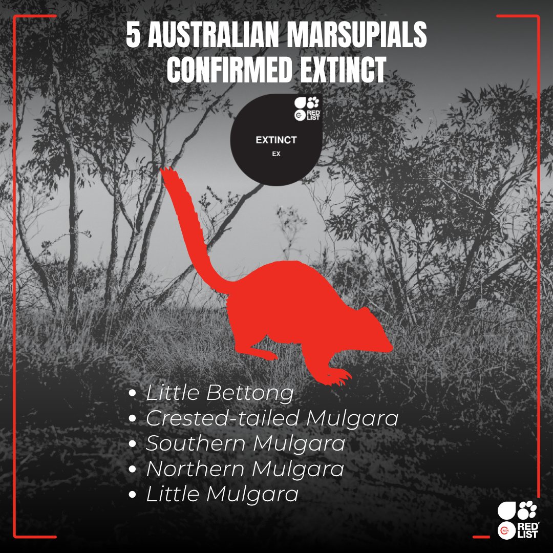 IUCNRedList's tweet photo. Five Australian marsupials, newly recognised through taxonomic review, have been confirmed Extinct on the
Red List: the little bettong and crested-tailed, southern, northern and little mulgaras.

No individuals have been reported for at least 60 years.   https://t.co/zvshIOiMJB https://t.co/TbeDxZpzMr