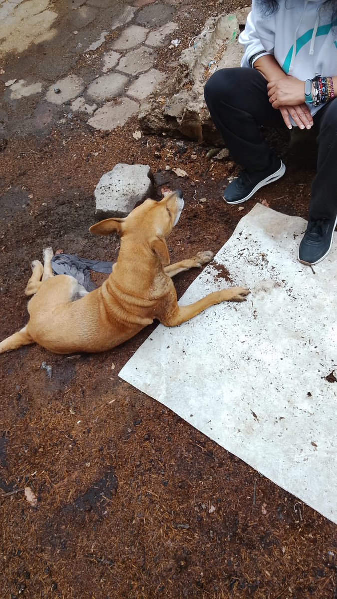 elconsejomx's tweet photo. A través de un reporte recibido en #ElConsejo y encausado por nuestro programa #CompAnimal, logramos el auxilio de un perrito herido por un percance vehicular en la colonia Atacaxco, de la @ALaMagdalenaC. https://t.co/z66IHpFT1p