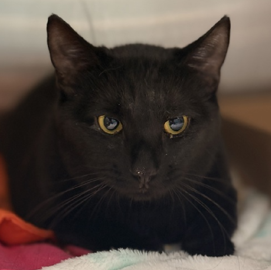 JLthekid9999's tweet photo. 🆘🆘 ZACK (ID 260483), 3 YO, MALE –  IN QUEENS ACC - came into the shelter as an  aco - impound on 7/23/2026.    🆘🆘 😿 😿 😿 😿

➡️TBD 8/1/26

➡️ MEDICAL PRIORITY – NEEDS MORE CARE AND ATTENTION THAN THE SHELTER CAN PROVIDE – IN FELINE ICU😱😱😱

➡️ TOO LOW ON PLEDGES TO STIMULATE RESCUE INTEREST

➡️ 🆘🆘  2ND Chance on Emergency Placement List – VERY URGENT – 🆘🆘 😱🔥🔥😱

➡️ 8 DAYS IN SHELTER – TOO LONG – TIME IS RUNNING OUT

➡️ ZACK IS ON THE EPL FOR MEDICAL REASONS - Zack is a sweet cat with bilateral hip luxations. He needs to have FHO surgery to repair each side. Ideally, the surgeries would be staged 1-2 weeks apart. Behaviorally, Zack is grumbly and growls, but also leans into petting and allows handling. We suspect the growling is due to discomfort/pain. This evaluation/diagnosis means that ZACK will be given very little time for rescue/foster/adoption.🔥🔥🔥🔥

What my friends at ACC say about me: My history is a mystery and my friends here do not know much about me yet! It is unknown if I have ever lived with other animals or children. I have medical needs that staff will address with you when you meet me. I'm an independent kitty who likes to do my own thing. Zack interacts with the observer, appreciates attention, is easy to handle and tolerates all petting. This cat is showing behavior appropriate for cat parents with either an average amount of cat experience, demonstrate a basic understanding of typical cat behavior. Meet Zack! Zack is a gentle, sweet 3-year-old boy who arrived as a stray. Though shy and a bit fearful in new environments, he quickly warms up and loves soft head, cheek, and belly scratches-even making happy paws while being pet! Zack is currently recovering from hip injuries (bilateral hip luxations) and luxating patellas. He is receiving pain management, fluids, and anti-nausea meds while orthopedic treatment plans are finalized. He has a temporary neuter waiver while healing and needs a calm, patient home with an owner who can provide follow-up veterinary care to help him make a full recovery. Zack interacts with the observer, appreciates attention, is easy to handle and tolerates all petting. This cat is showing behavior appropriate for cat parents with either an average amount of cat experience, demonstrate a basic understanding of typical cat behavior. ❤️ 😻❤️ 😻❤️ 😻

NEEDS OUT OF SHELTER ASAP –

Please RT or pledge, if you can, to save this little one.

@AdamsPaulGrimke

💔😿🙏Thank you