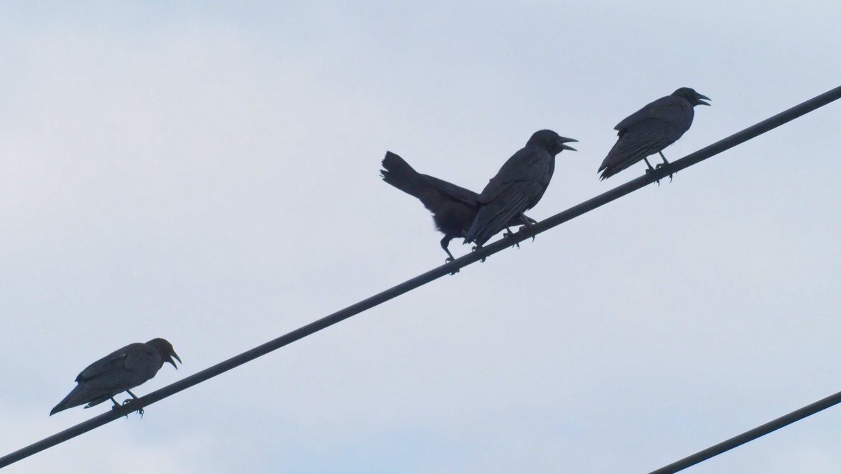 kog312's tweet photo. #野鳥 ＃オナガ
オナガとカラスの睨みあい
オナガは冠羽がないはずですが
怒髪天をついてます
今回はカラスが根負けして飛び去りました https://t.co/2eiHSFXvG4