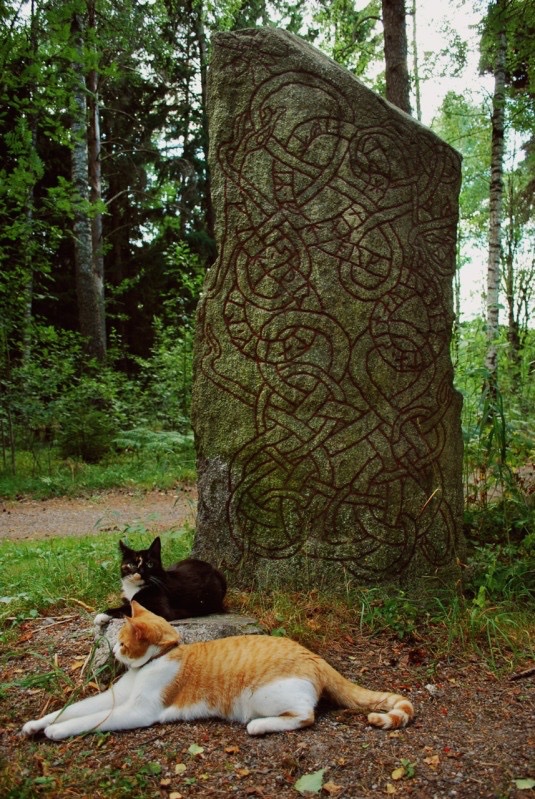 TheGreatHolySun's tweet photo. Cats are Aryan pets https://t.co/5iccJKvjl7