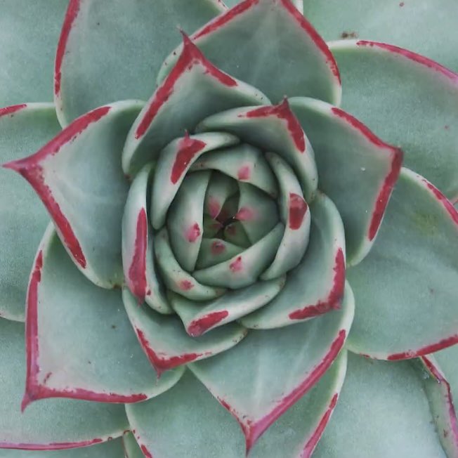 roseurvs's tweet photo. https://t.co/i8YyJ2SK1j