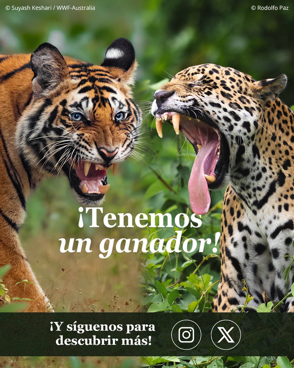 WWF_LAC's tweet photo. En la naturaleza, la victoria no siempre se mide solo por la fuerza, a veces también depende de la velocidad. Tanto el tigre como el jaguar son maestros de la emboscada, y para tener éxito necesitan ser ágiles y veloces. 🌿

Te invitamos a que nos ayudes a resolver un debate eterno: ¿quién ataca con mayor rapidez? ⏱️

👇 ¡Deja tu pronóstico en los comentarios y desliza para conocer al ganador!